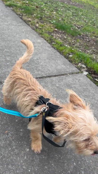 Enlarge Billy Bob, a ADOPTABLE mixed breed in Sacramento, CA video 5/6