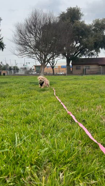 Enlarge Billy Bob, a ADOPTABLE mixed breed in Sacramento, CA video 6/6
