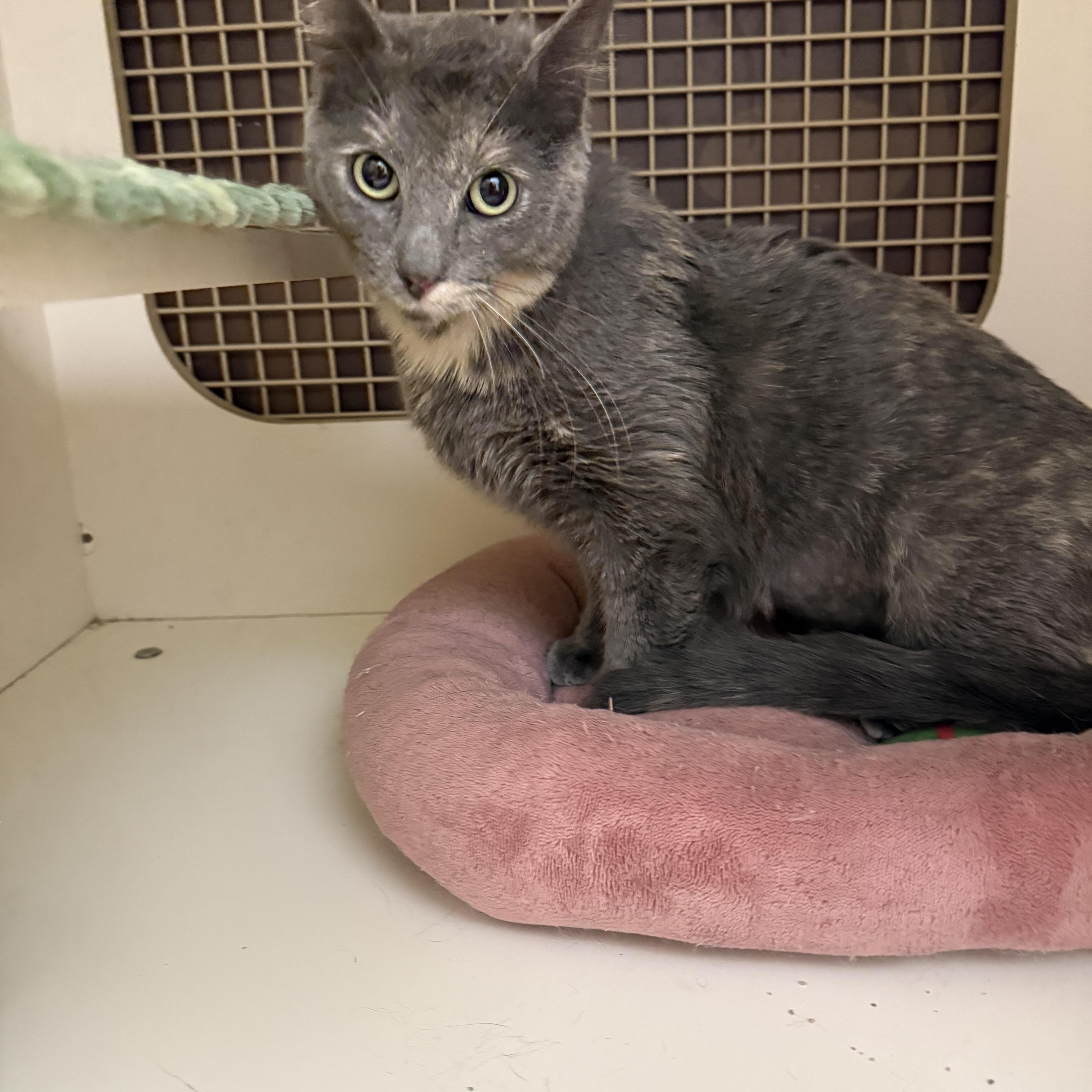 Drizzle, ADOPTABLE, Young Female Dilute Tortoiseshell.