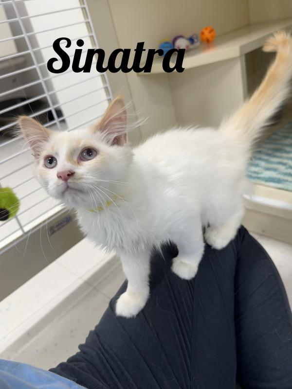 Enlarge Sinatra, a Adopted mixed breed in Manistee, MI image 1/1
