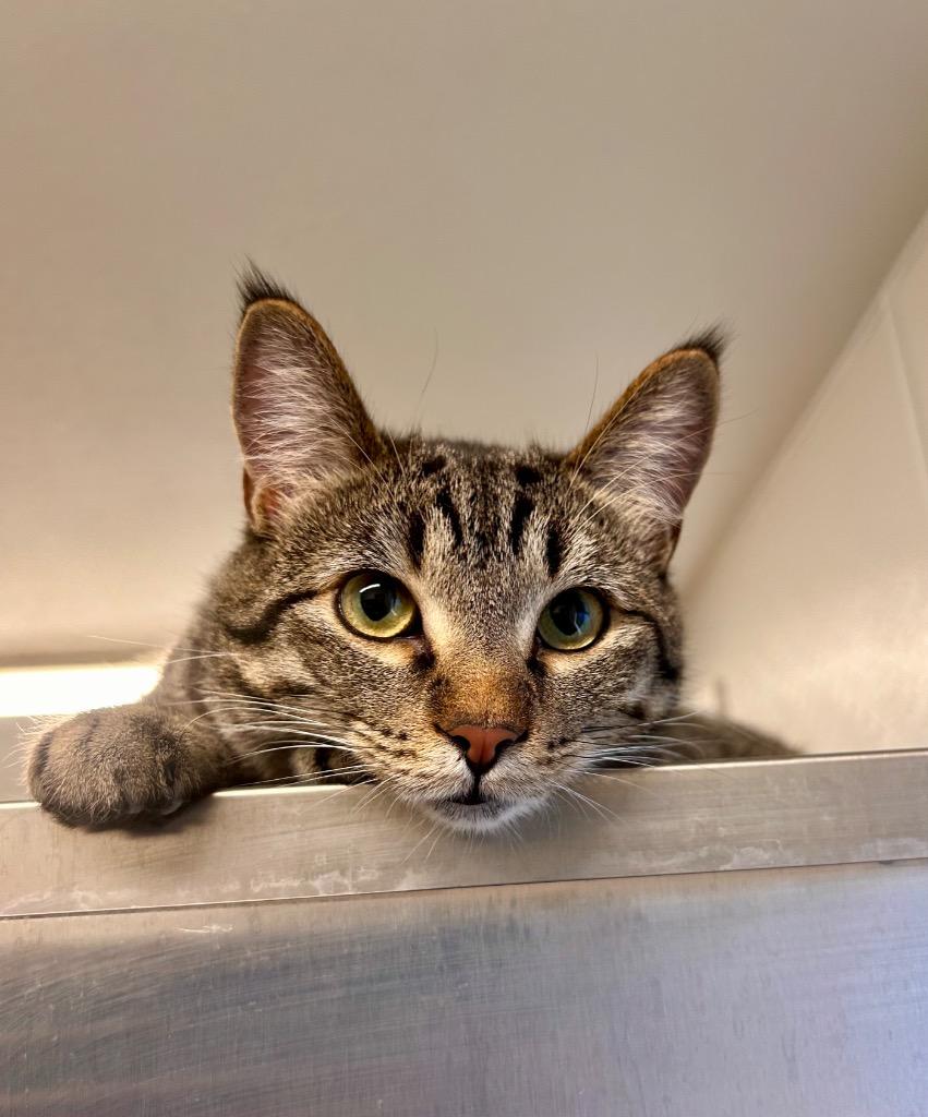 Rabbit, Adoptable, Young Female Domestic Short Hair.