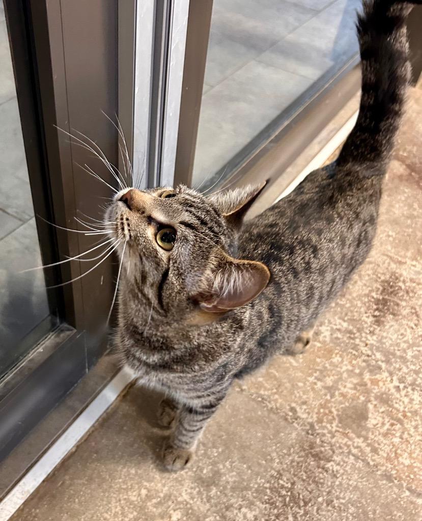 Rabbit, Adoptable, Young Female Domestic Short Hair.