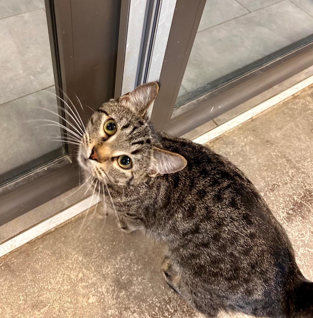 Enlarge Rabbit, a Adoptable mixed breed in Minot, ND image 2/6