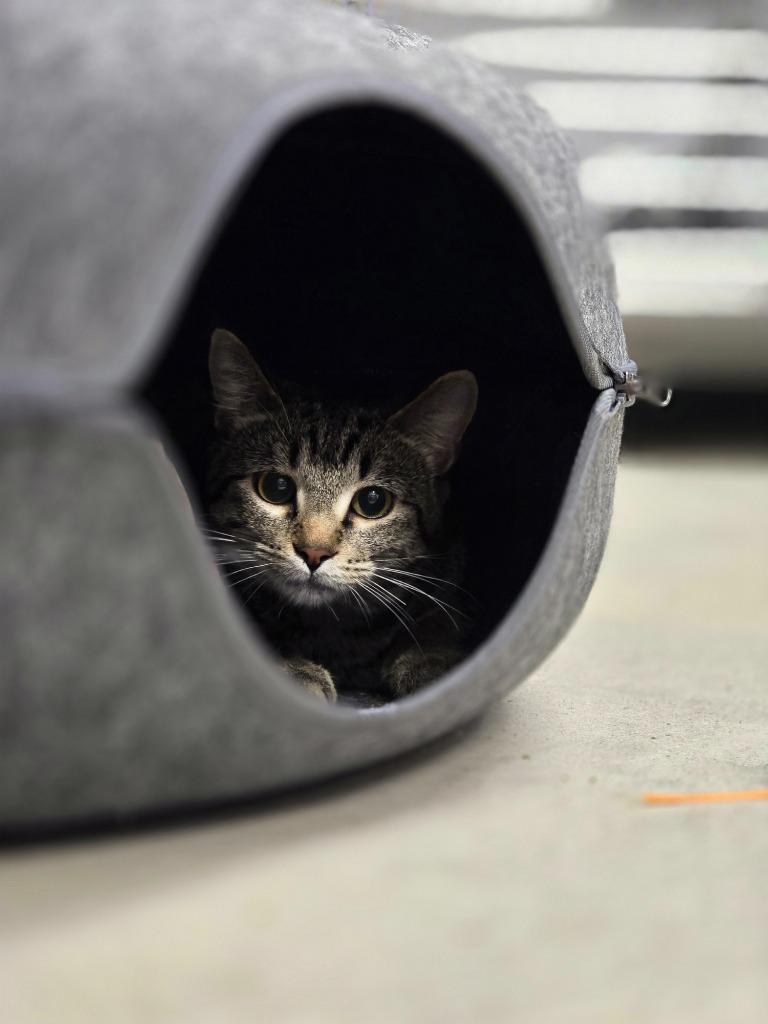 Enlarge Rabbit, a Adoptable mixed breed in Minot, ND image 3/6