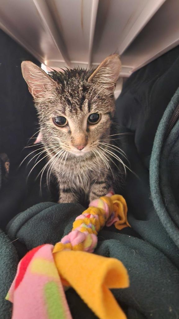 Enlarge Rabbit, a Adoptable mixed breed in Minot, ND image 4/5