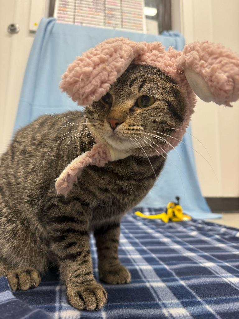 Enlarge Rabbit, a Adoptable mixed breed in Minot, ND image 6/6