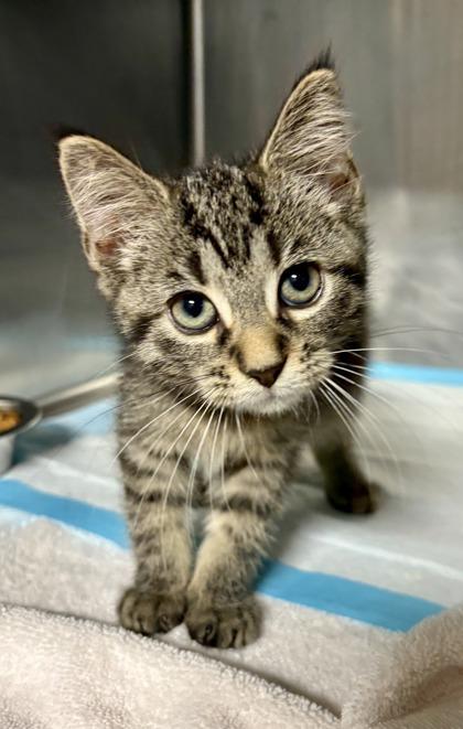 Clover, Adopted, Young Female Domestic Short Hair.