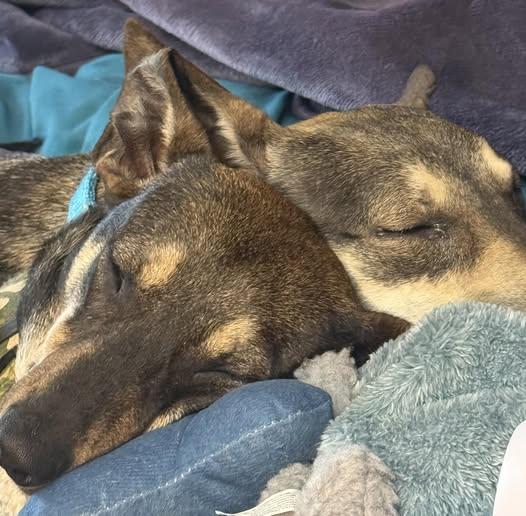 Arlo bonded with Easton, a Adoptable mixed breed in Blue Springs, MO image 3/3