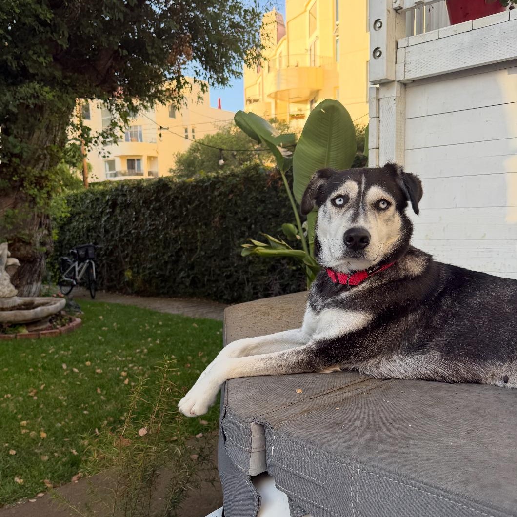 Enlarge Athena, a Adoptable mixed breed in Tarzana, CA image 1/4