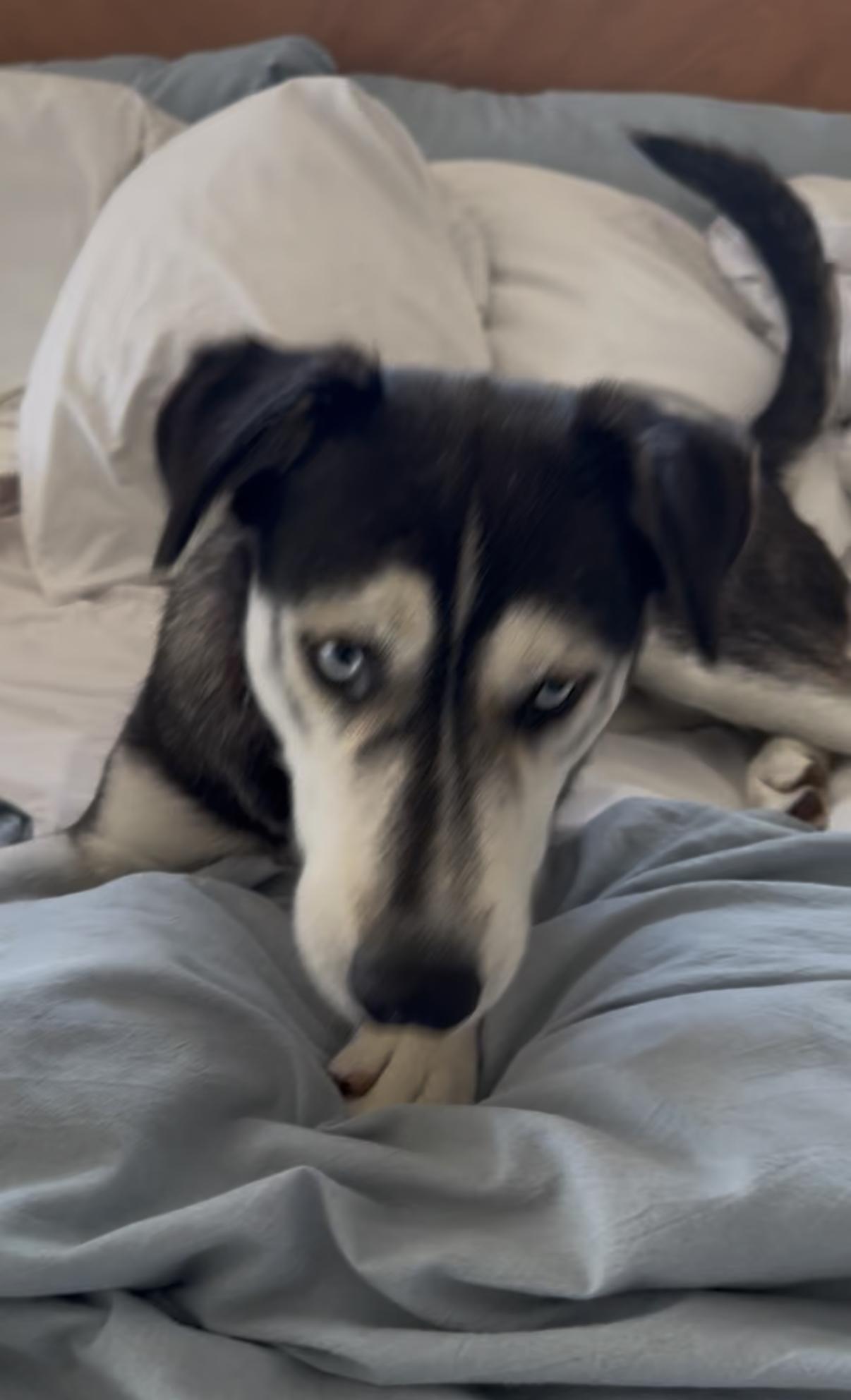 Enlarge Athena, a Adoptable mixed breed in Tarzana, CA image 3/4