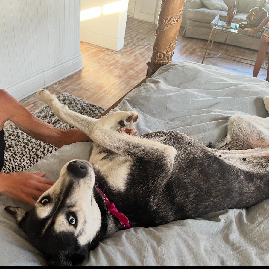 Enlarge Athena, a Adoptable mixed breed in Tarzana, CA image 2/4