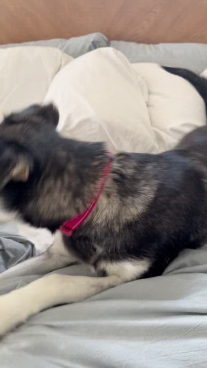 Enlarge Athena, a Adoptable mixed breed in Tarzana, CA video 4/4