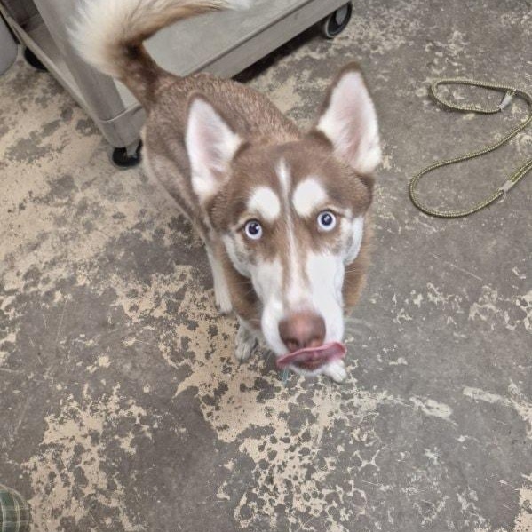 Enlarge Harley, an adopted mixed breed in Saint Marys, PA image 2/2