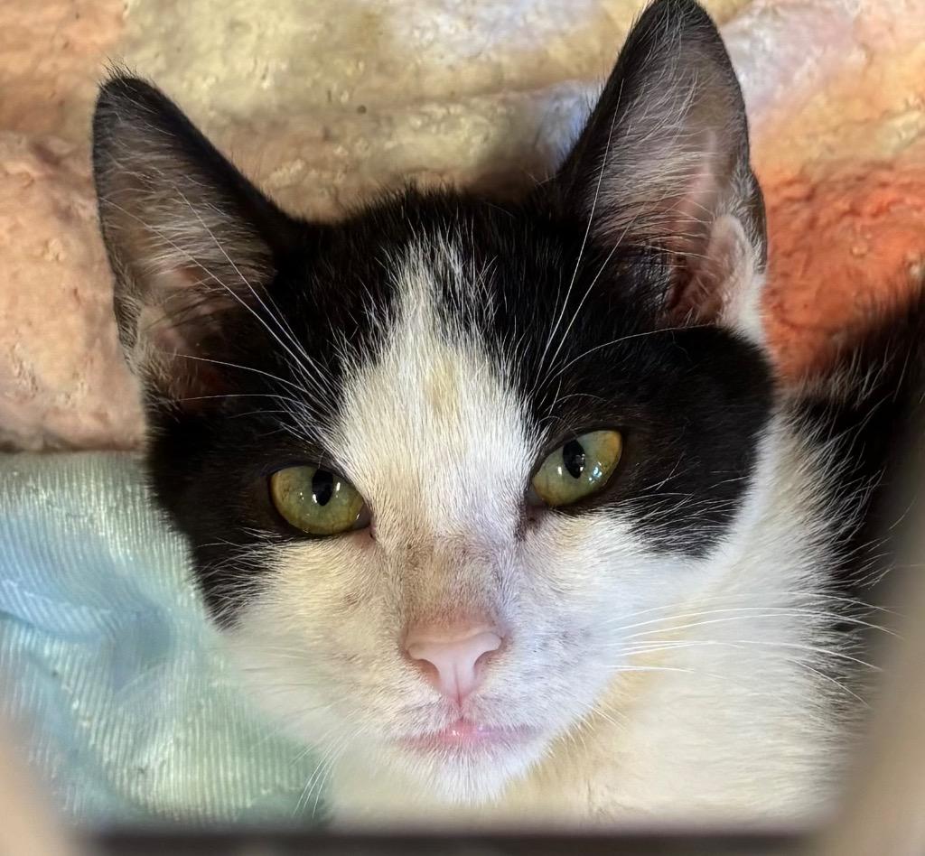 PIRATE, a Adoptable mixed breed in Elizabethton, TN image 1/3