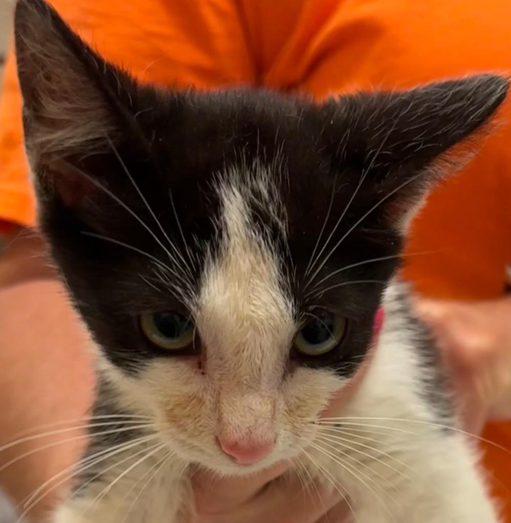 PIRATE, a Adoptable mixed breed in Elizabethton, TN image 2/3