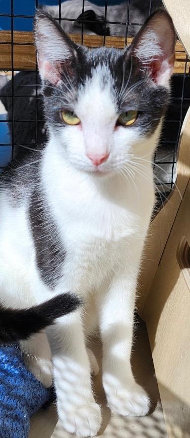 PIRATE, a Adoptable mixed breed in Elizabethton, TN image 3/3