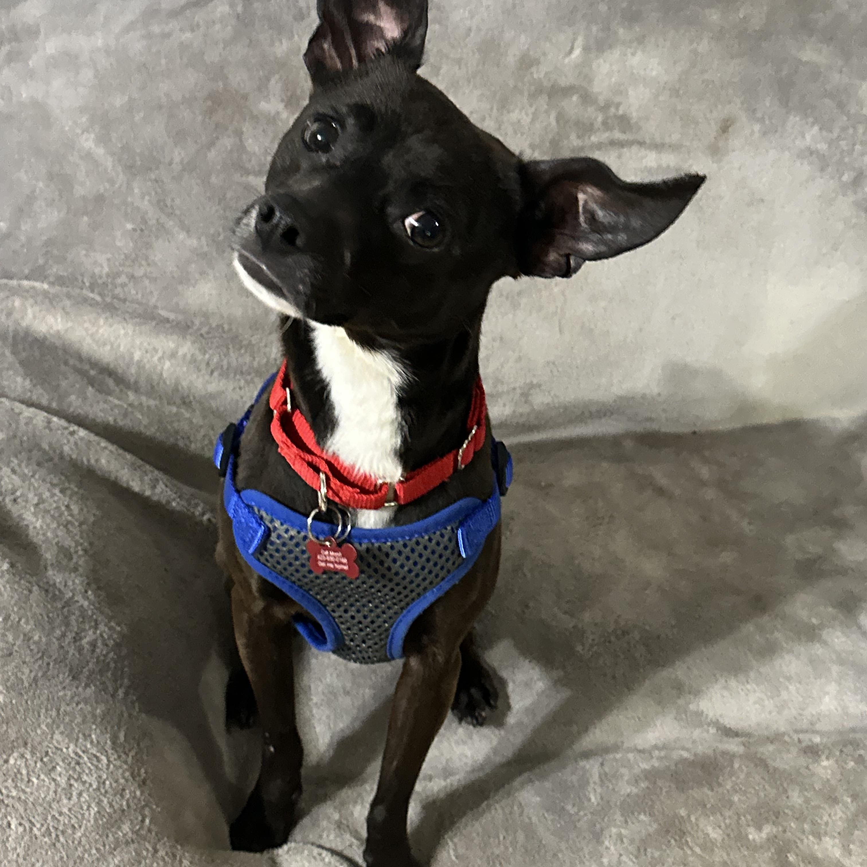 Tiny Tim, a ADOPTABLE mixed breed in Sherman, CT image 6/6