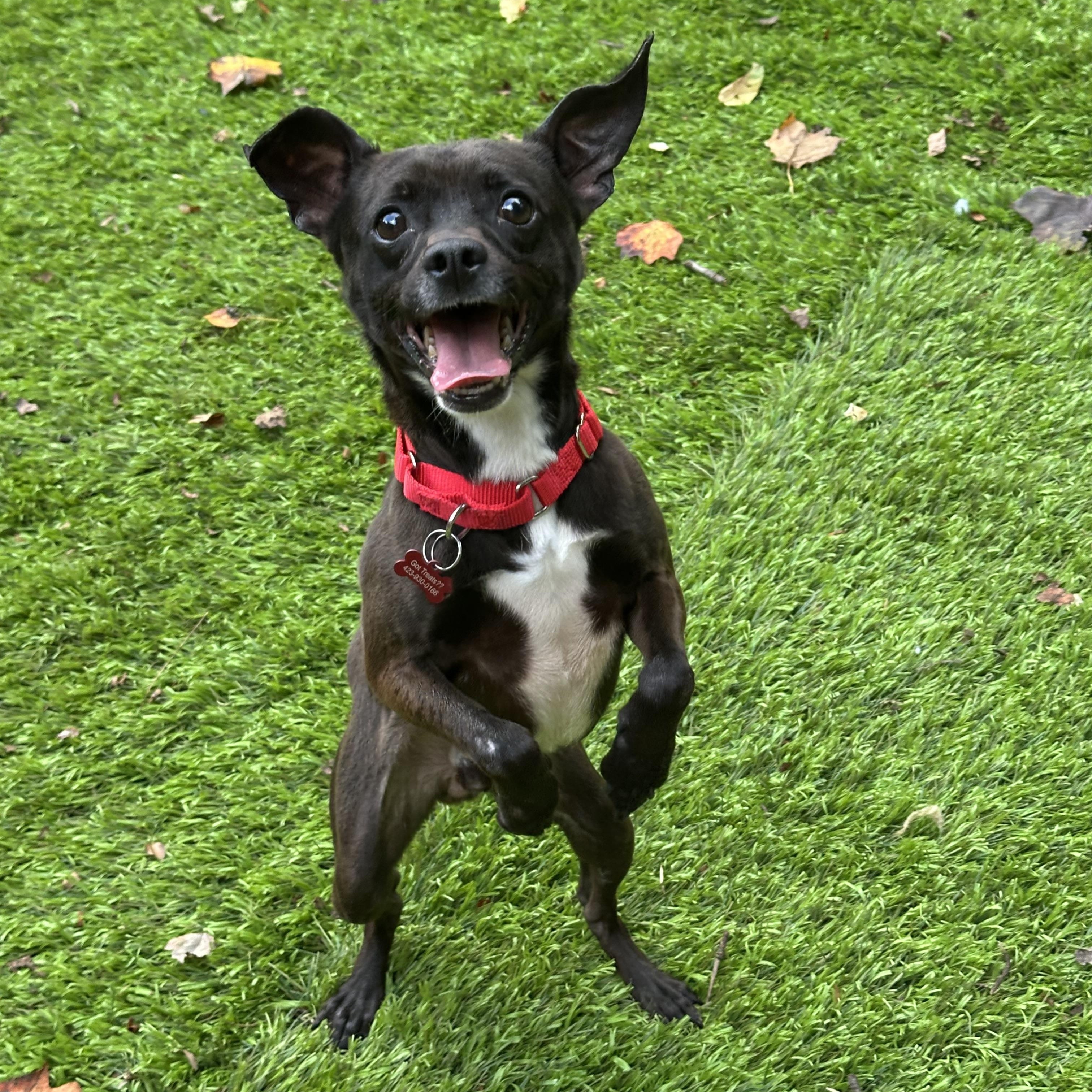 Tiny Tim, a ADOPTABLE mixed breed in Sherman, CT image 5/6