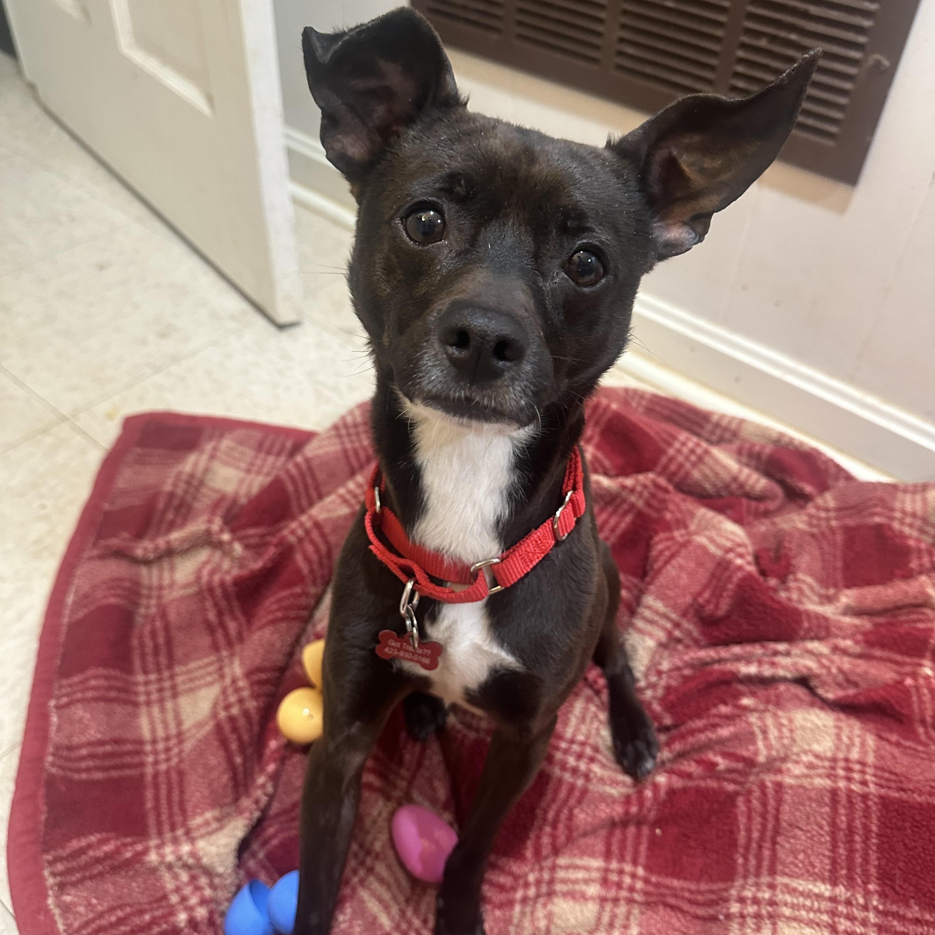 Tiny Tim, ADOPTABLE, Young Male Miniature Pinscher & Chihuahua.