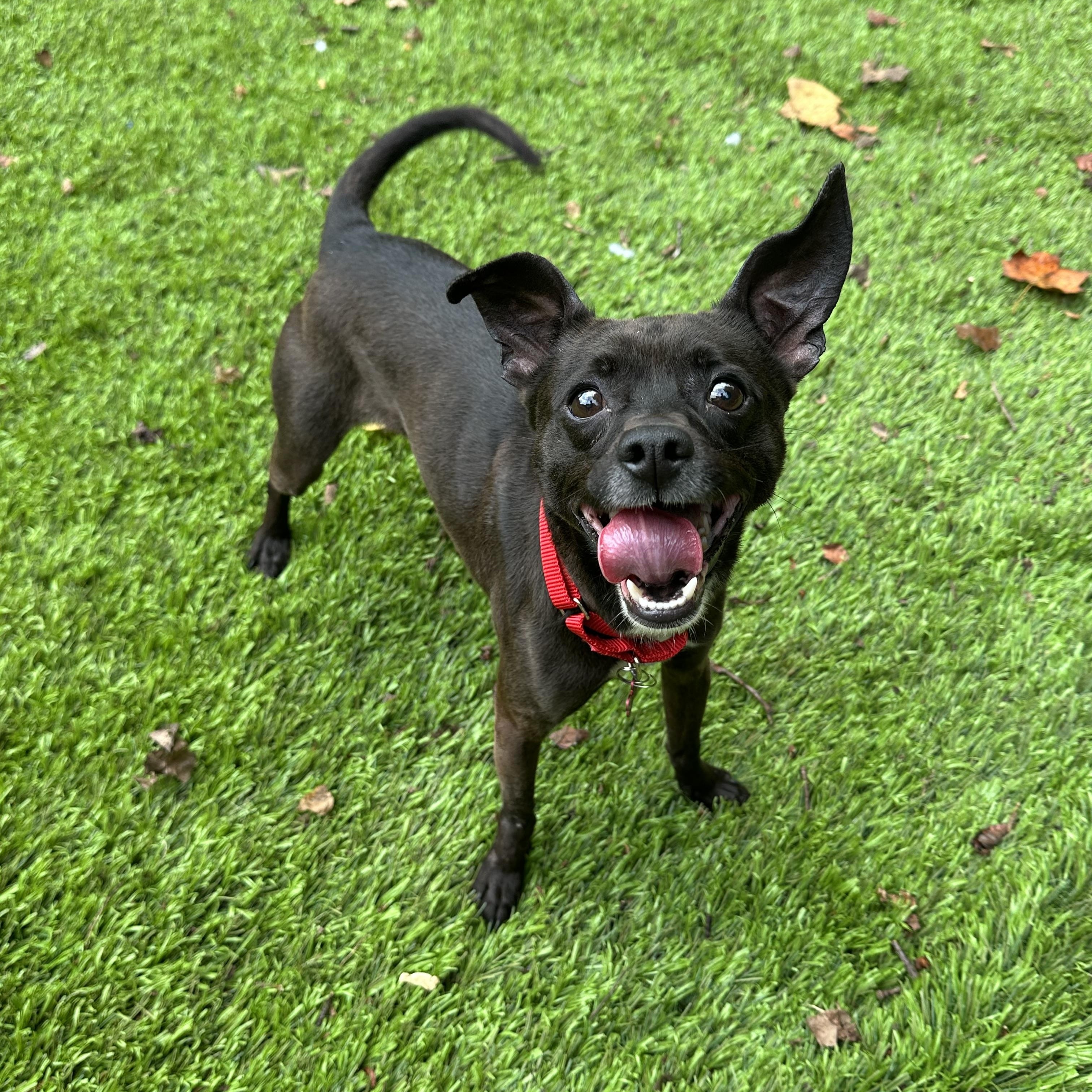 Tiny Tim, a ADOPTABLE mixed breed in Sherman, CT image 2/6