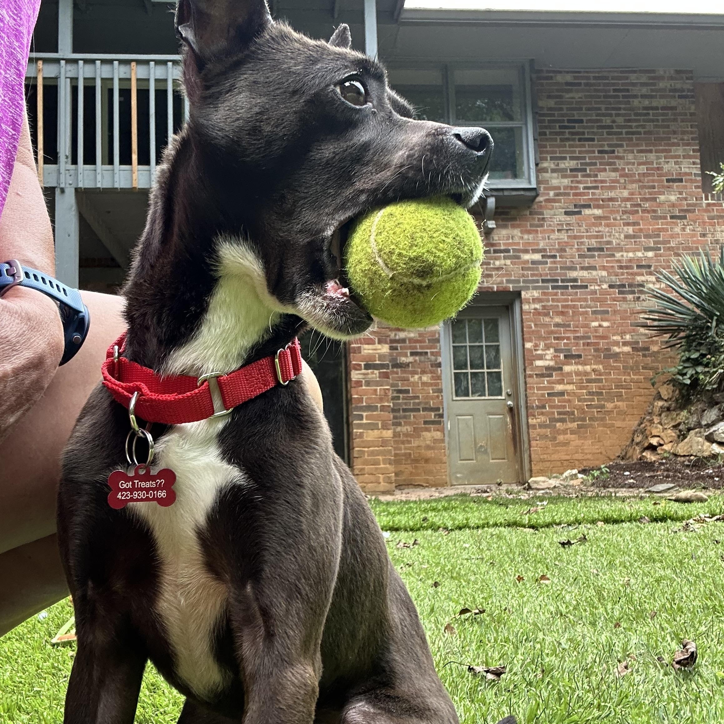 Tiny Tim, a ADOPTABLE mixed breed in Sherman, CT image 4/6