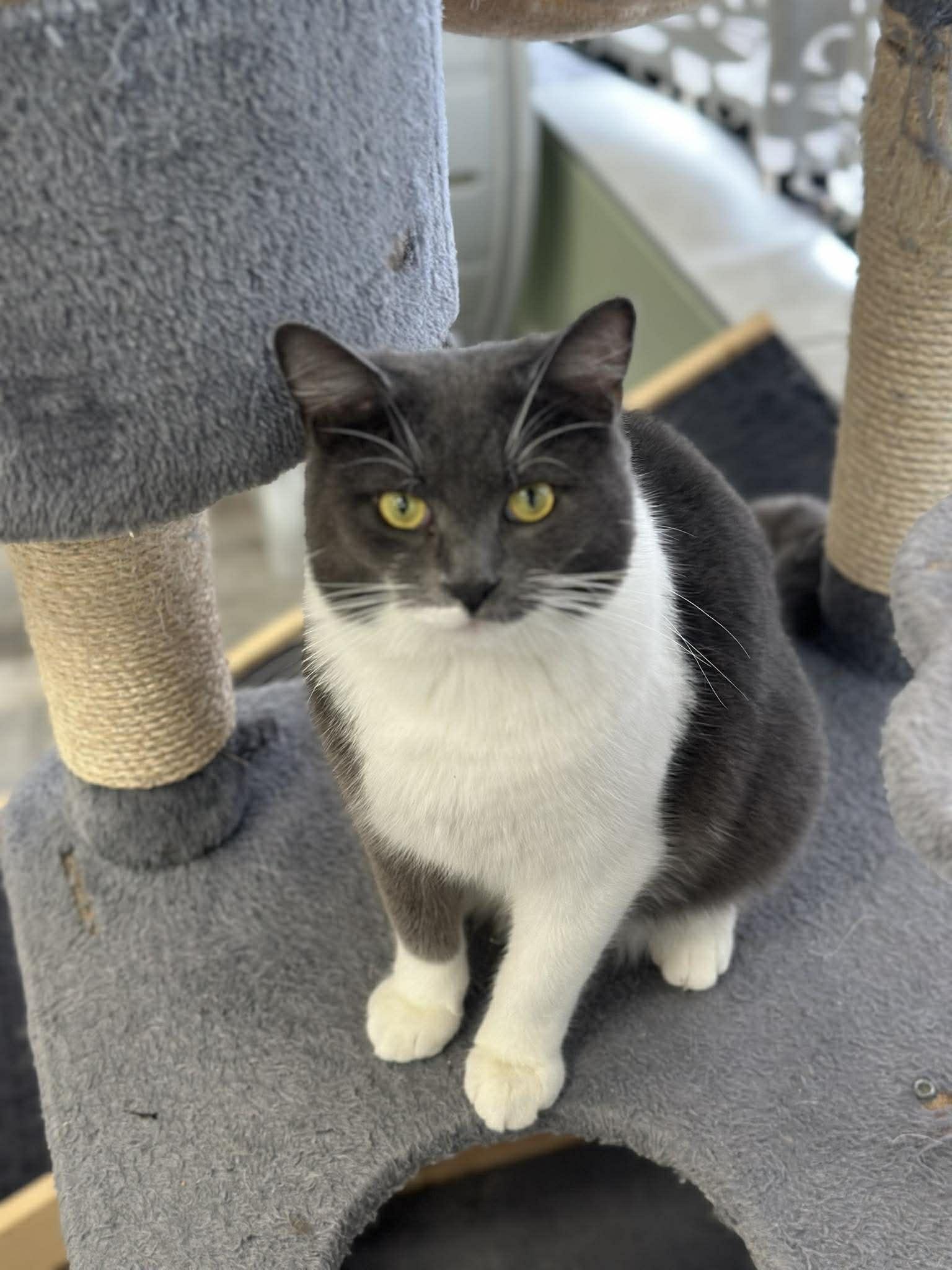 Enlarge LASER BEAM, an adopted Domestic Short Hair in Tillsonburg, ON image 1/3