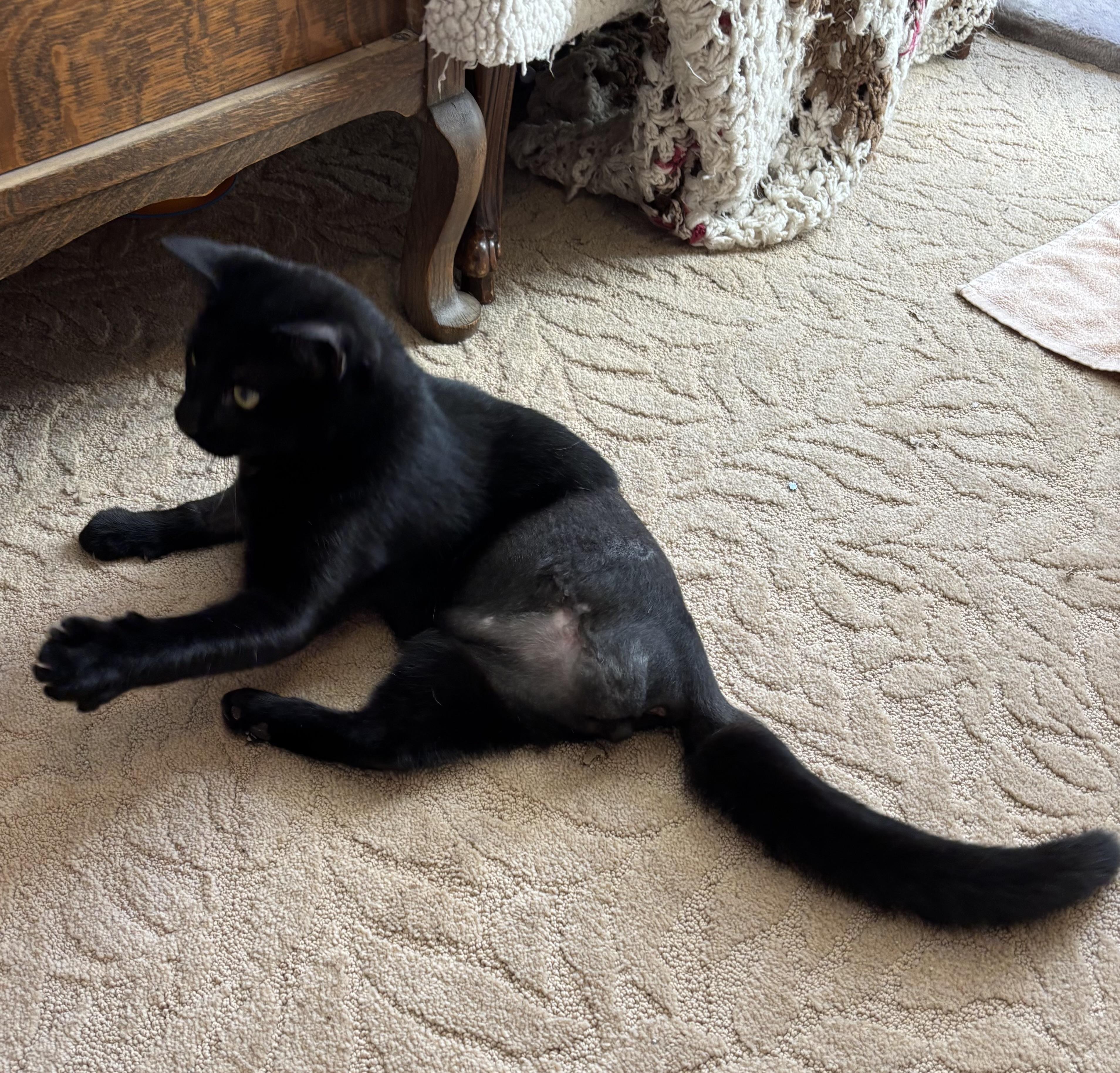 Garrett, Adopted, Young Male Domestic Short Hair.