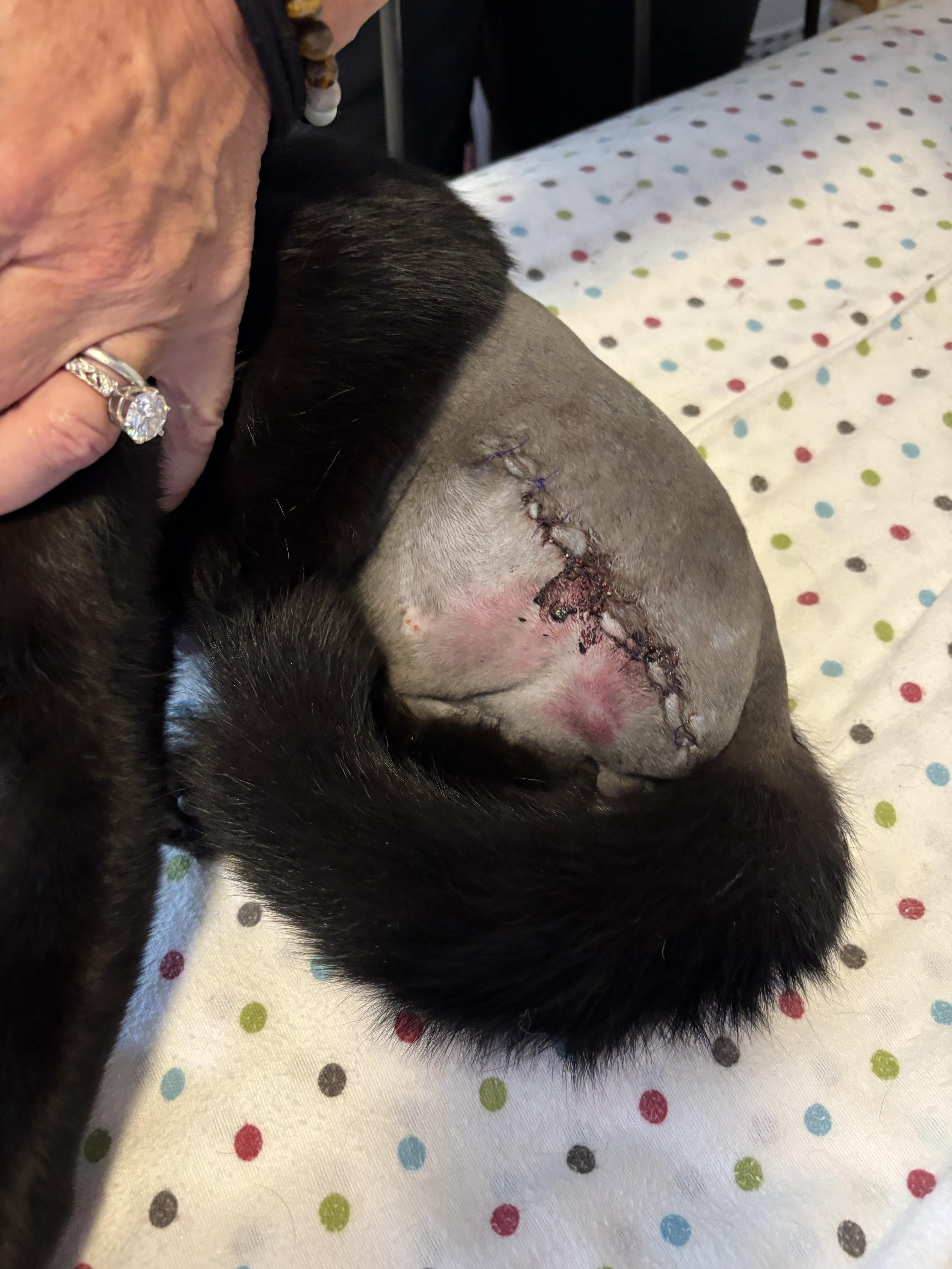 Garrett, a Adopted Domestic Short Hair in Grosse Ile, MI image 2/4