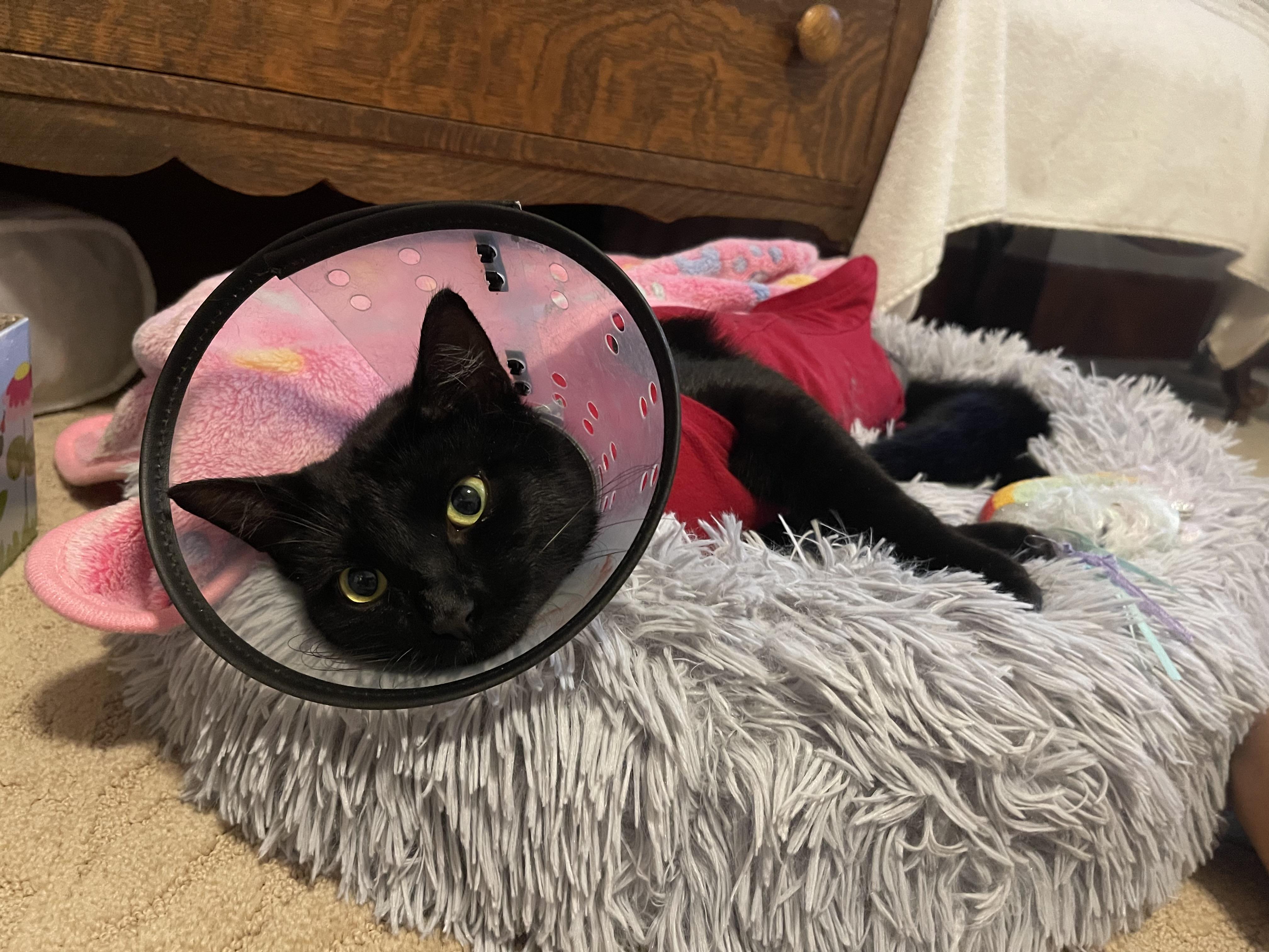 Garrett, a Adopted Domestic Short Hair in Grosse Ile, MI image 3/4