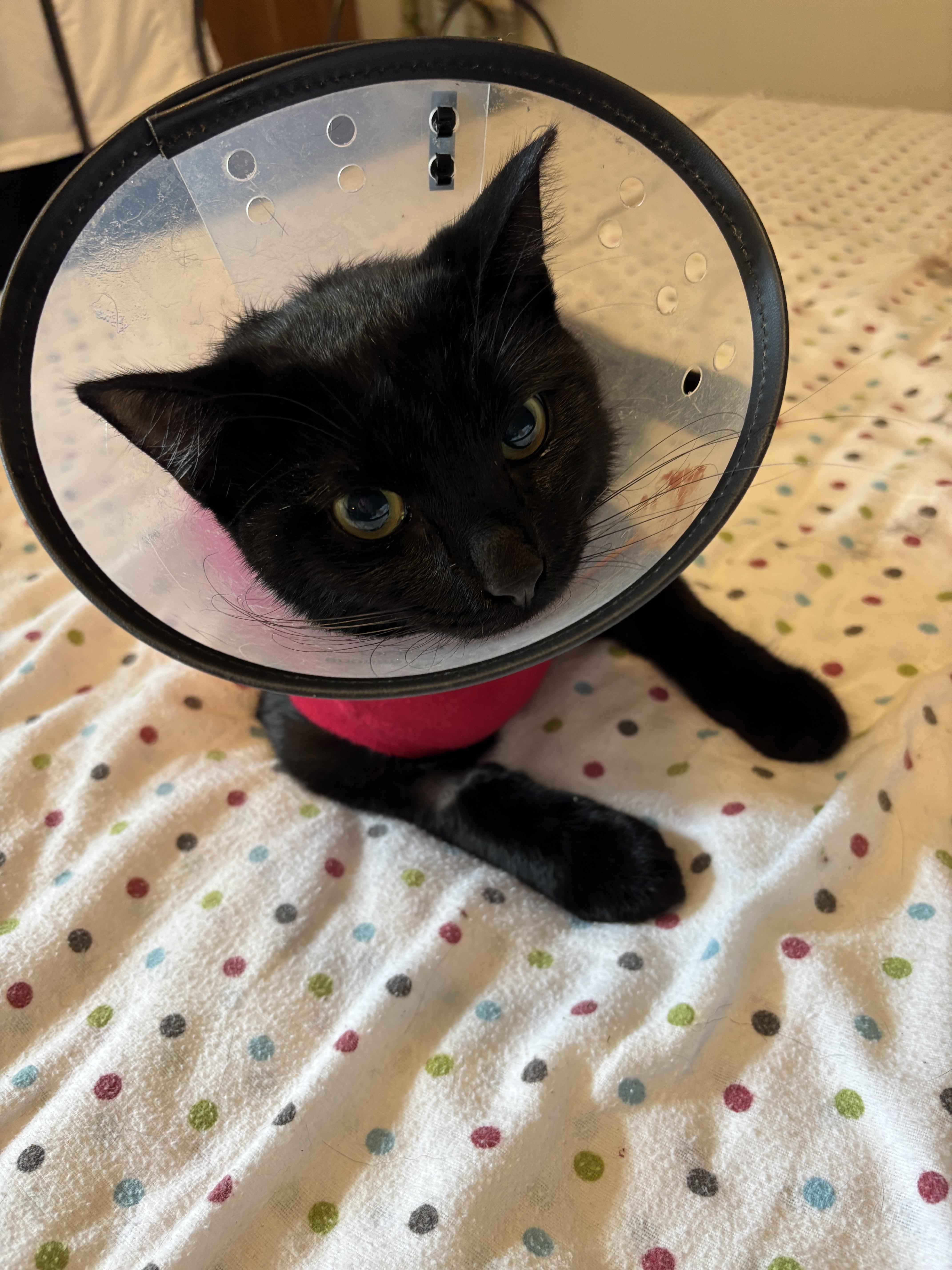 Garrett, a Adopted Domestic Short Hair in Grosse Ile, MI image 4/4