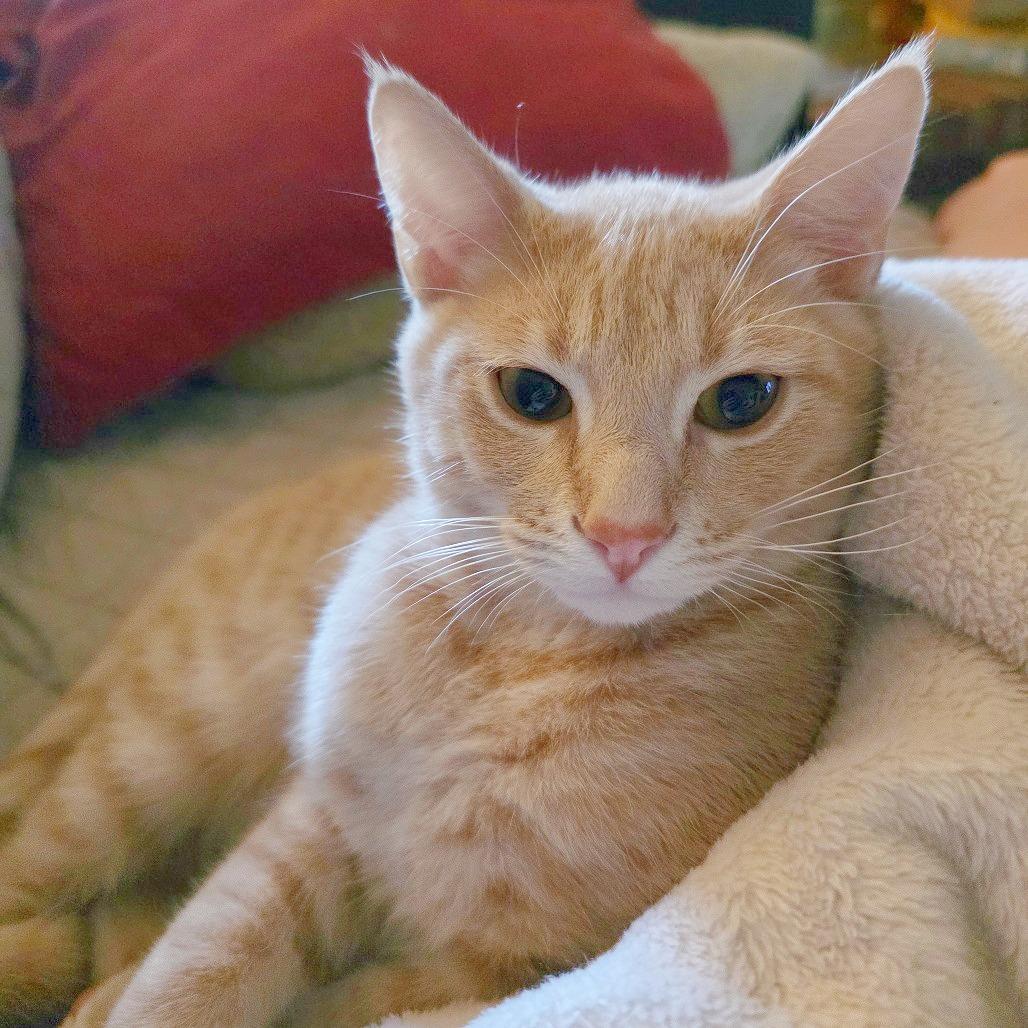 Sakhir, Adoptable, Young Male Domestic Short Hair.