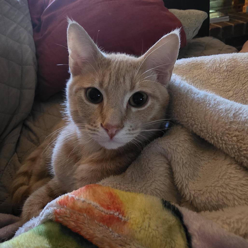 Sakhir, Adoptable, Young Male Domestic Short Hair.