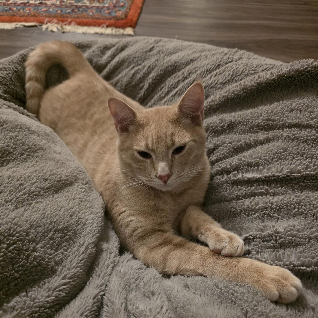 Enlarge Sakhir, a Adoptable Domestic Short Hair in Flower Mound, TX image 2/5