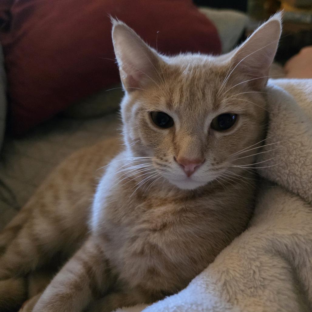 Enlarge Sakhir, a Adoptable Domestic Short Hair in Flower Mound, TX image 3/5