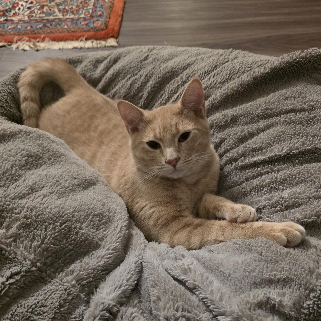 Enlarge Sakhir, a Adoptable Domestic Short Hair in Flower Mound, TX image 4/5