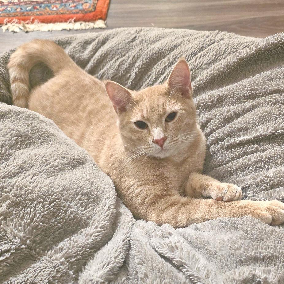 Enlarge Sakhir, a Adoptable Domestic Short Hair in Flower Mound, TX image 2/3