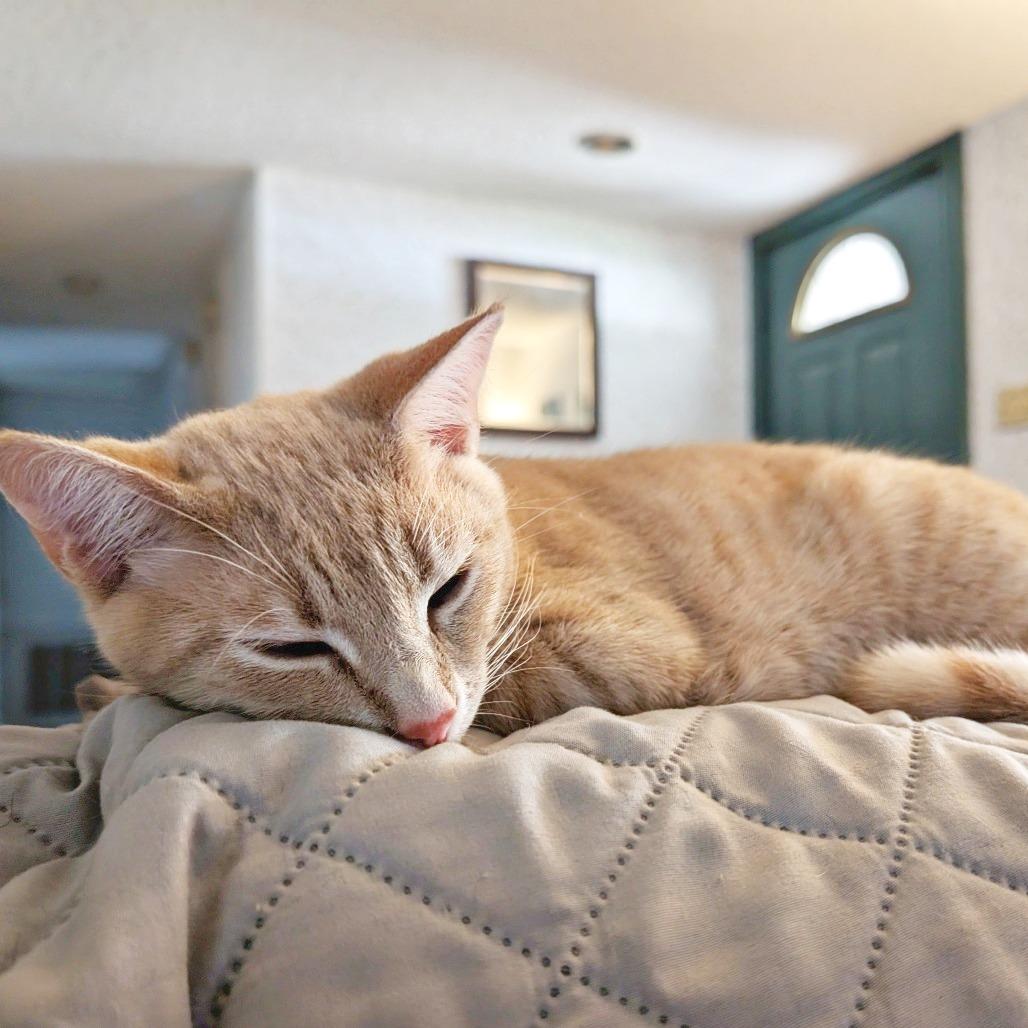 Enlarge Sakhir, a Adoptable Domestic Short Hair in Flower Mound, TX image 3/3
