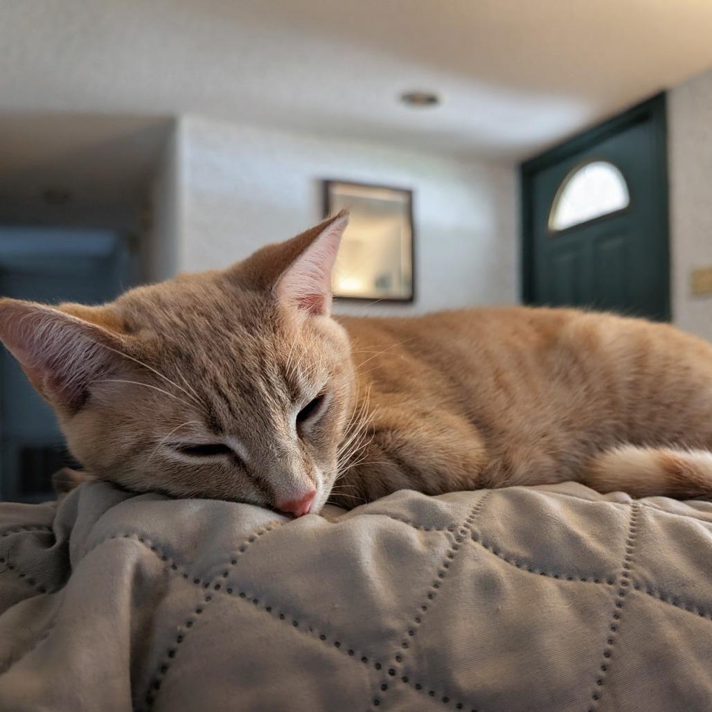 Enlarge Sakhir, a Adoptable Domestic Short Hair in Flower Mound, TX image 5/5