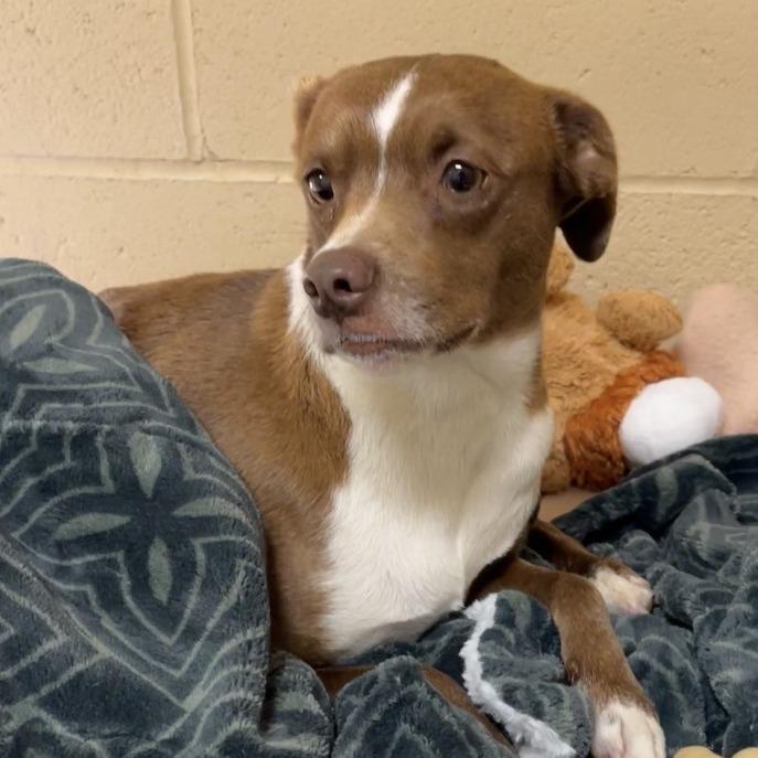 Iris, Adoptable, Adult Female Beagle.