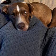 Iris — thumbnail 2