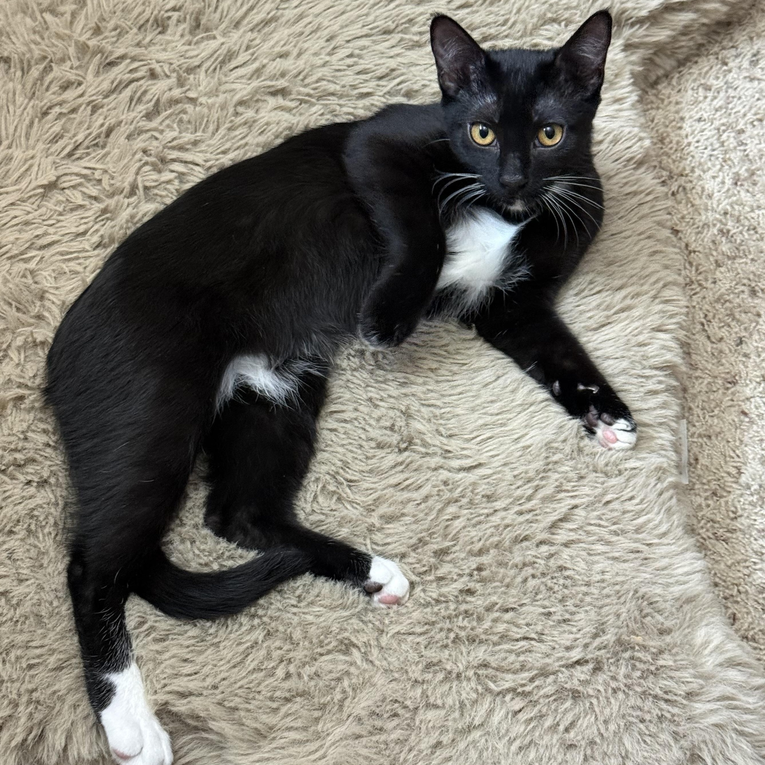 Miss Belle, ADOPTABLE, Young Female Domestic Short Hair.