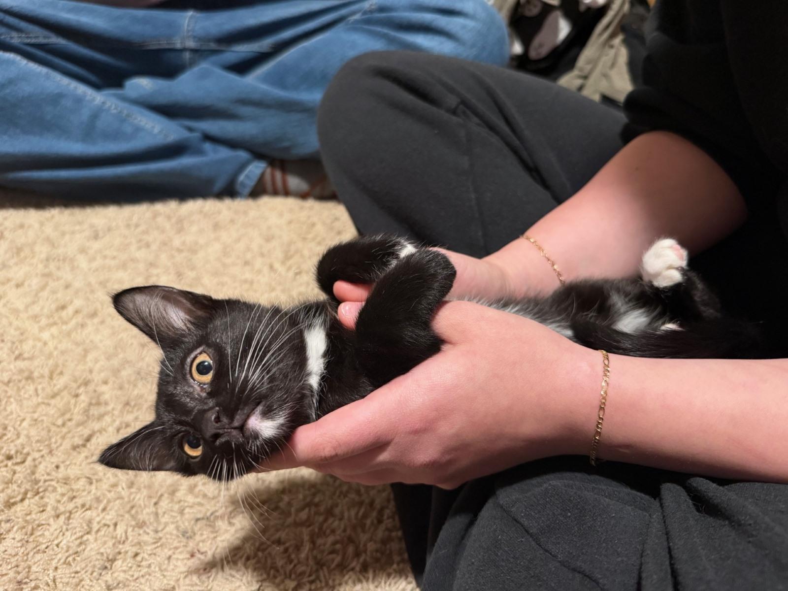 Miss Belle, ADOPTABLE, Kitten Female Domestic Short Hair.