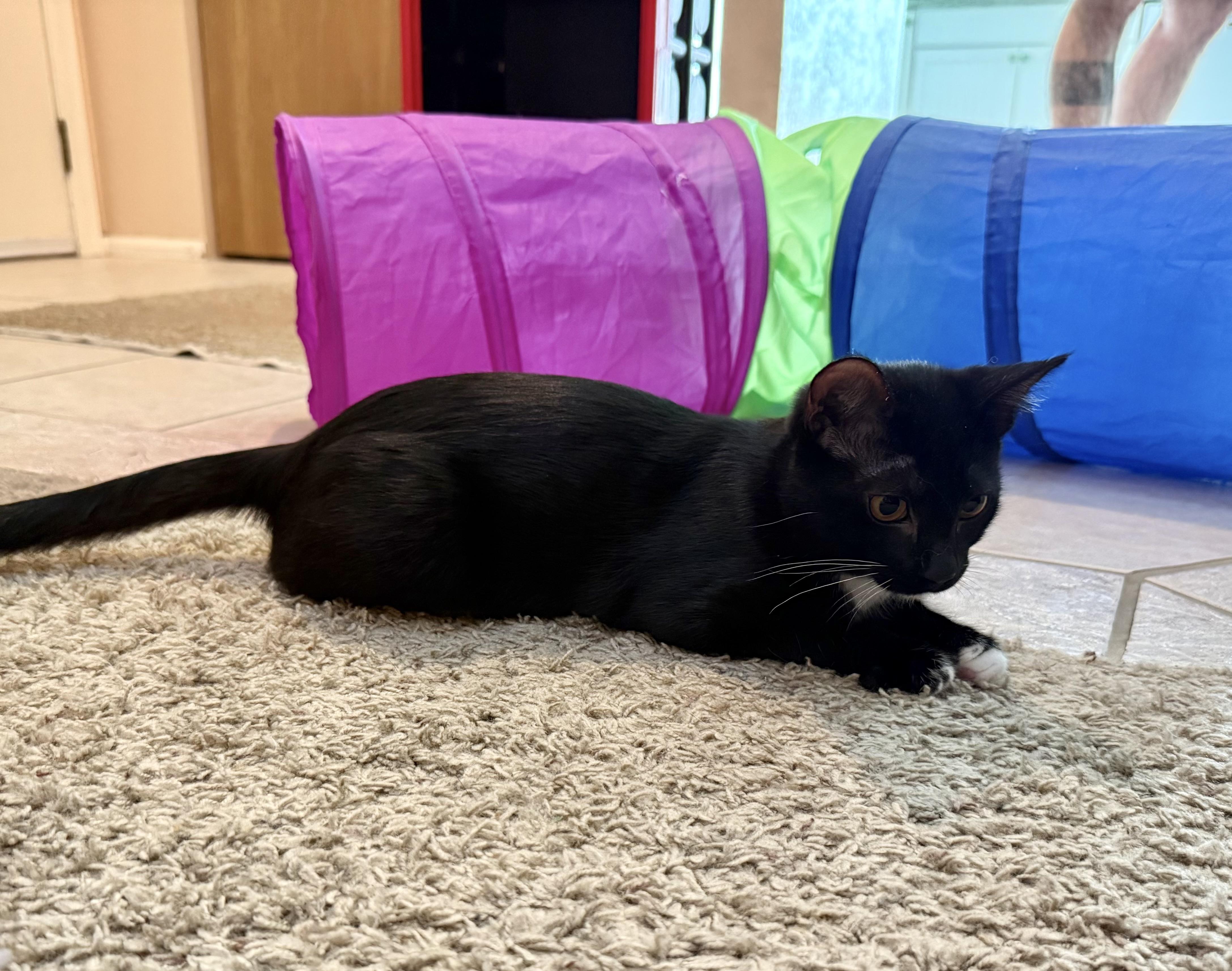 Enlarge Miss Belle, a ADOPTABLE Domestic Short Hair in Littleton, CO image 4/4