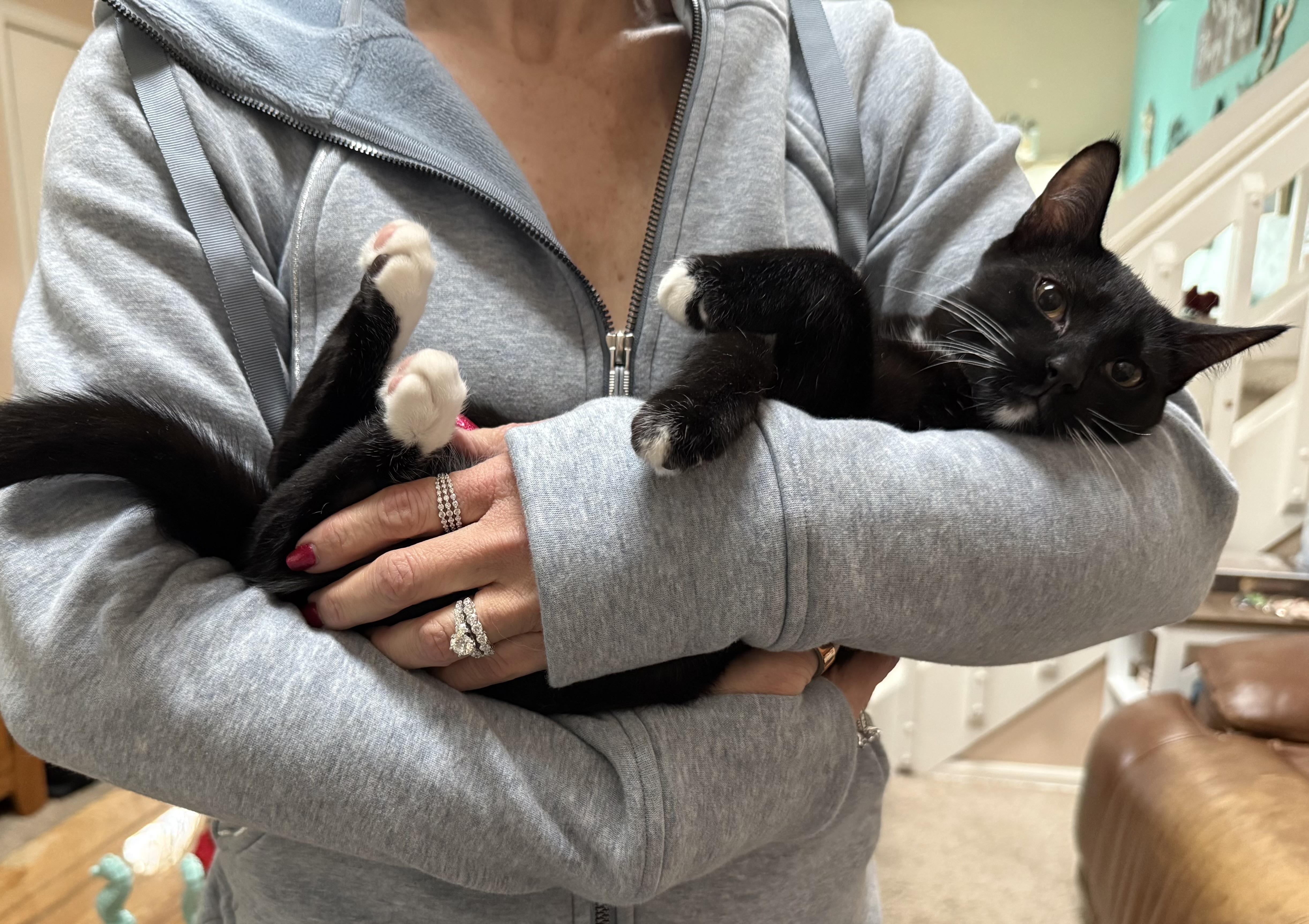 Enlarge Miss Belle, a ADOPTABLE Domestic Short Hair in Littleton, CO image 3/4