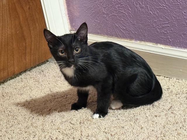 Enlarge Miss Belle, a ADOPTABLE Domestic Short Hair in Littleton, CO image 2/2