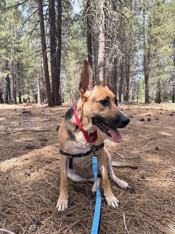 Enlarge Zella, an adoptable Mixed Breed in Truckee, CA image 3/3