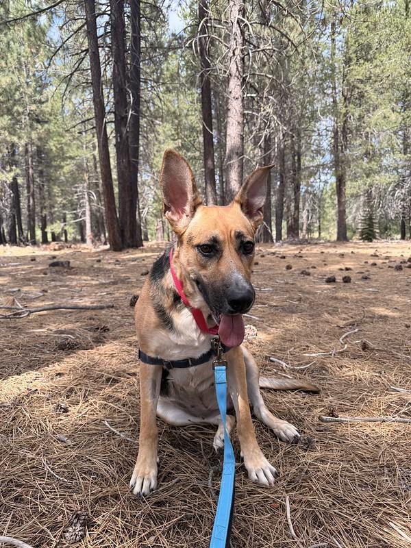 Enlarge Zella, an adoptable Mixed Breed in Truckee, CA image 2/3