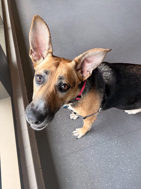 Enlarge Zella, an adoptable Mixed Breed in Truckee, CA image 1/3