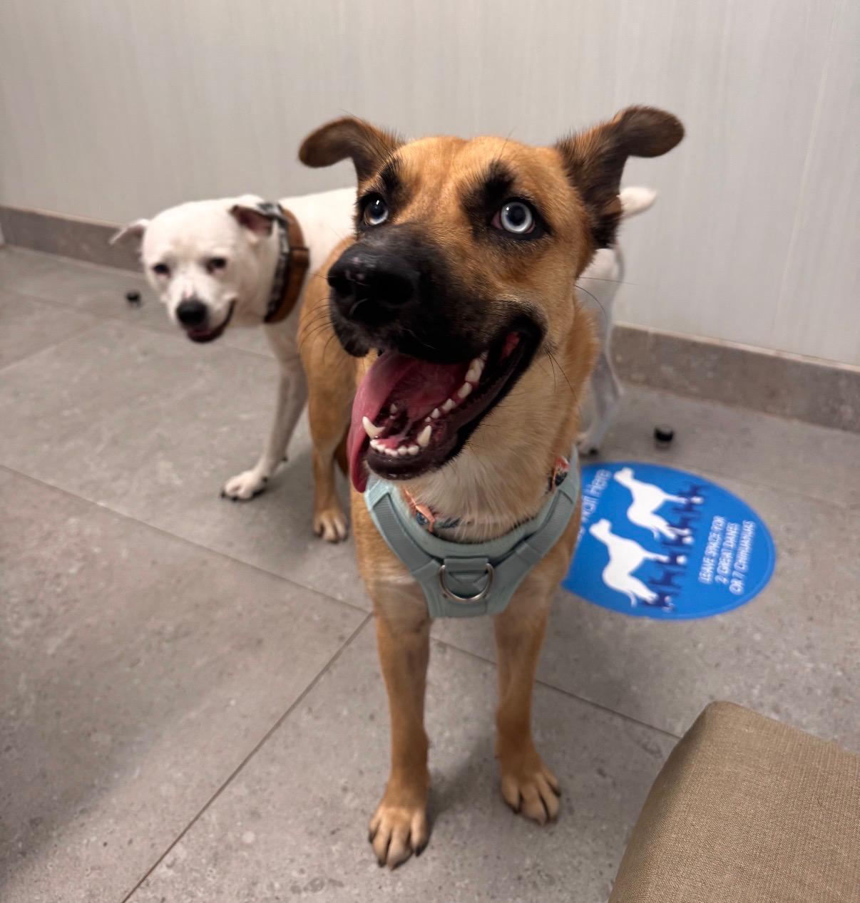 Maybel - The Shy Sweetie, a Adoptable mixed breed in Detroit, MI image 2/5