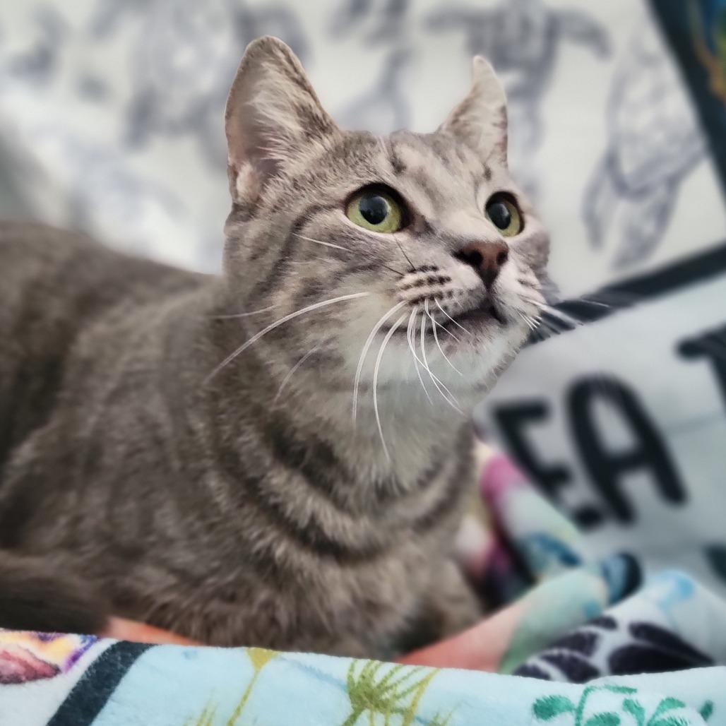 Mrs. Claws, a Adoptable Domestic Short Hair in Sarasota, FL image 1/3